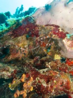 Banded Coral Shrimp IMG 6046